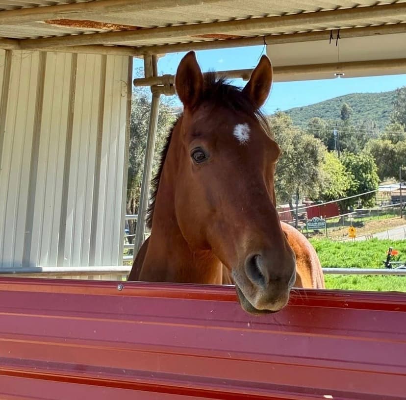 Ex-Racehorse Finds New Life as Therapy Star