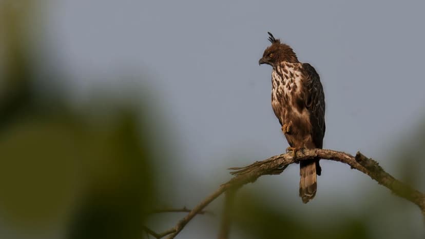 Thiruvananthapuram Bird Count: 188 Species Spotted