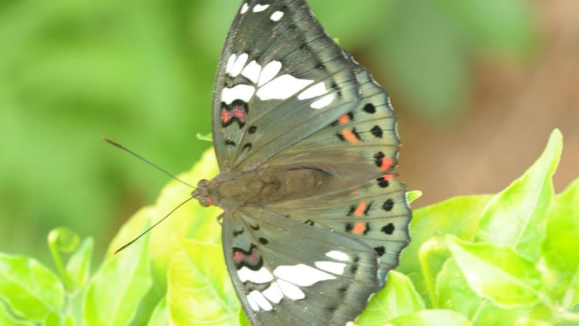 Protected Butterfly Found Thriving in City Habitats