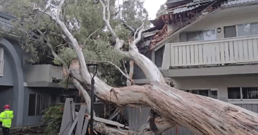 Thousand Oaks Apartment Evacuated After Massive Tree Collapse