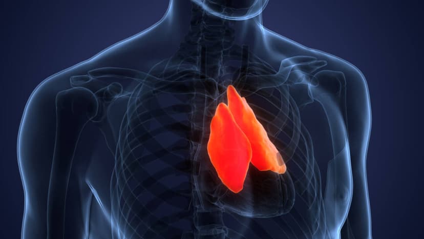 Your Thymus Holds Lifespan Secrets