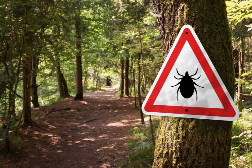 Tick Co-infections Soar: Public Health Alert Issued
