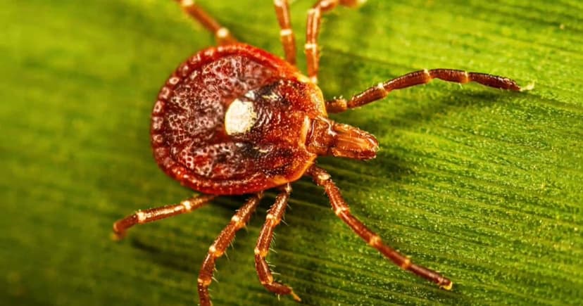 Tick Season Worsens: New Ticks, New Diseases Emerge