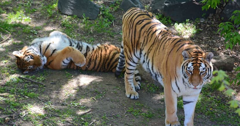 Tiger attack survivor relives terrifying encounter