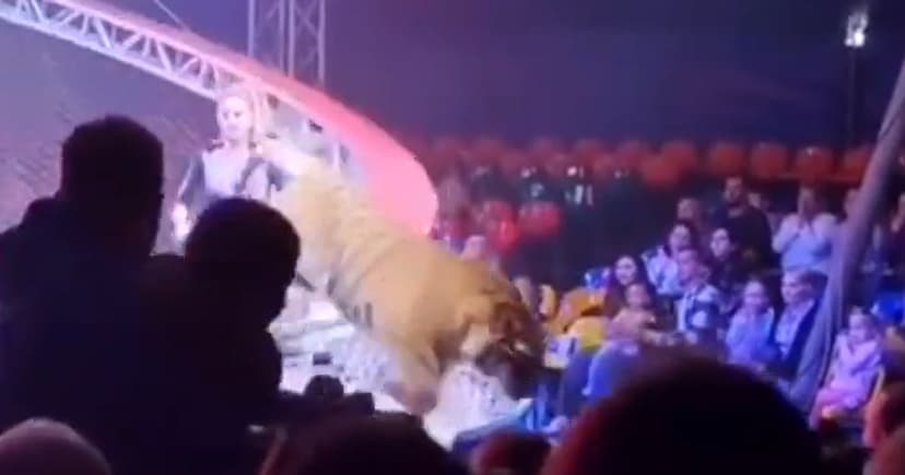 Circus Tiger Leaps into Crowd After Malfunction