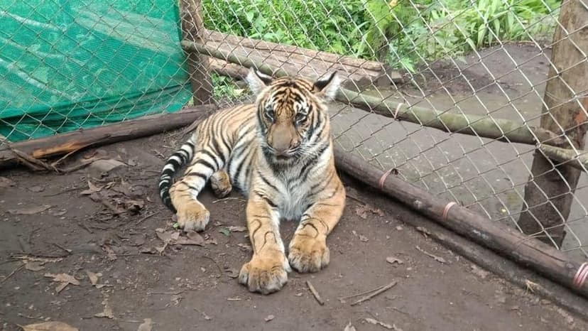 Tiger's Eye Condition Seals Zoo Fate