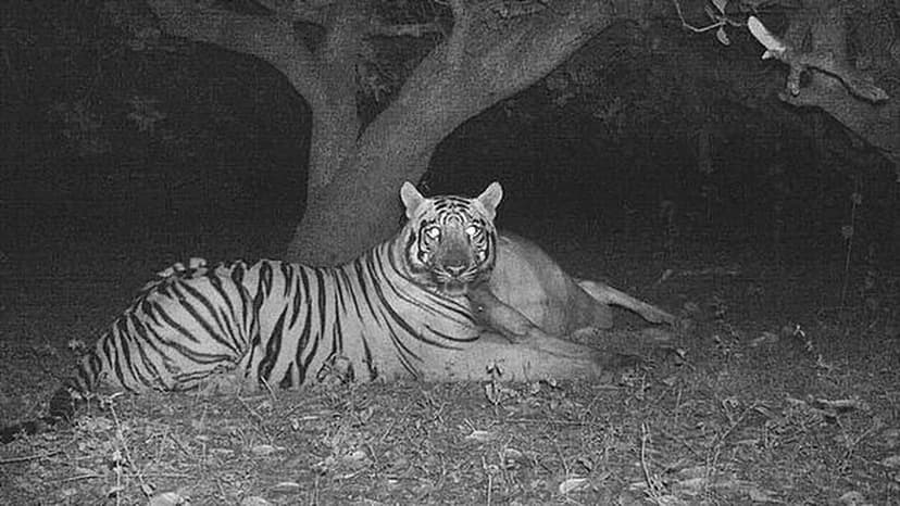 Tiger's Forest Roam: Officials Ease Fears, Stress Habitat Safety