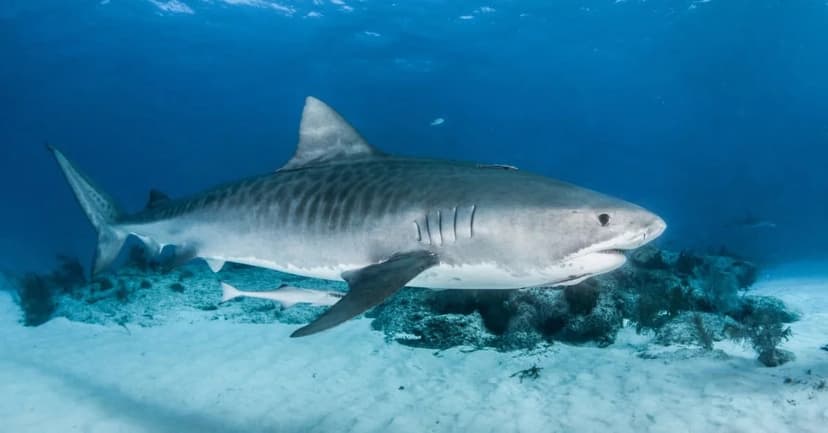 Shark Rammed Kayak: Fisherman's Survival Tactics