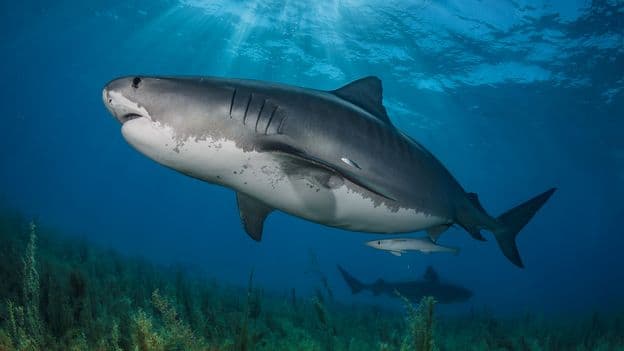 Tiger Sharks: Ocean's Trash Cans Brave Hurricanes