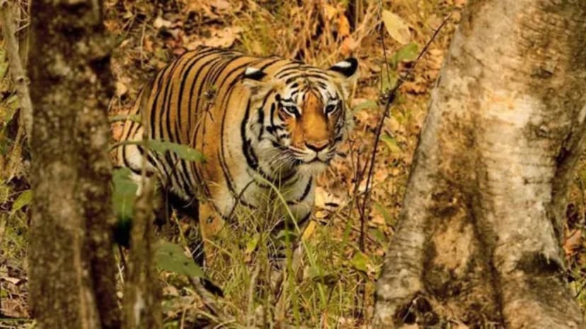 Tiger Sighting Sparks Hope for Wildlife Corridor