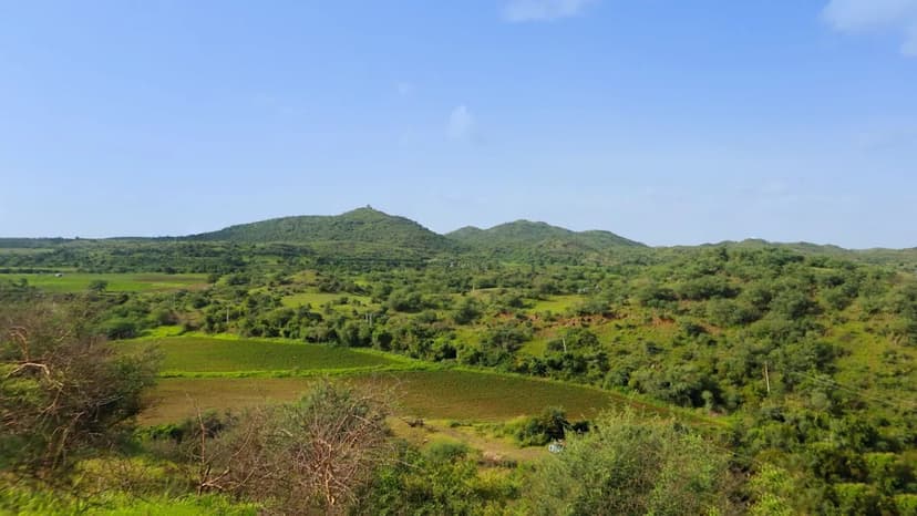 Gujarat Welcomes Tigers Back After Decades