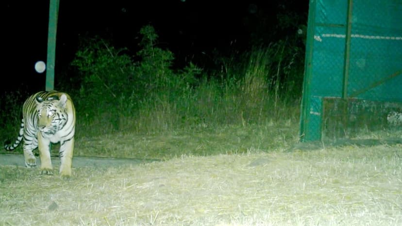 Tigress Tara Roams Free in Sahyadri Reserve