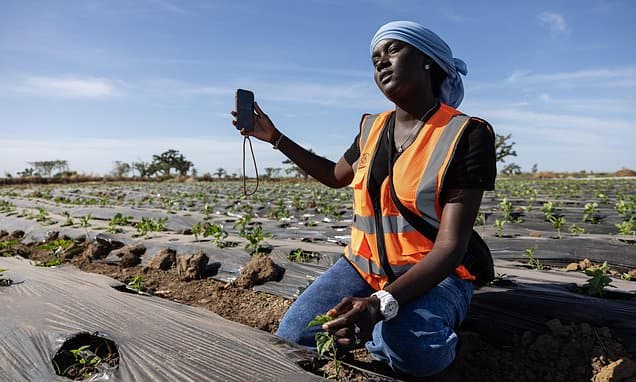 TikTok Transforms African Farming Fortunes