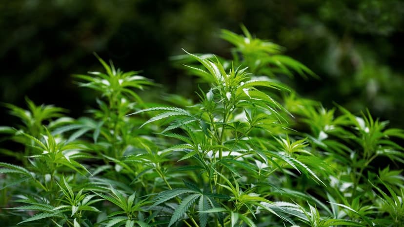 Tilray Soars on Marijuana Rescheduling Hopes