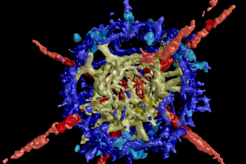 Tiny Rock Reveals Ancient Ocean Life