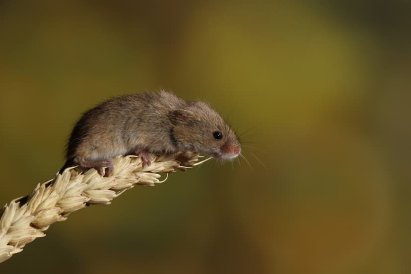 Tiny Tim: The Penny-Sized Harvest Mouse Steals Hearts