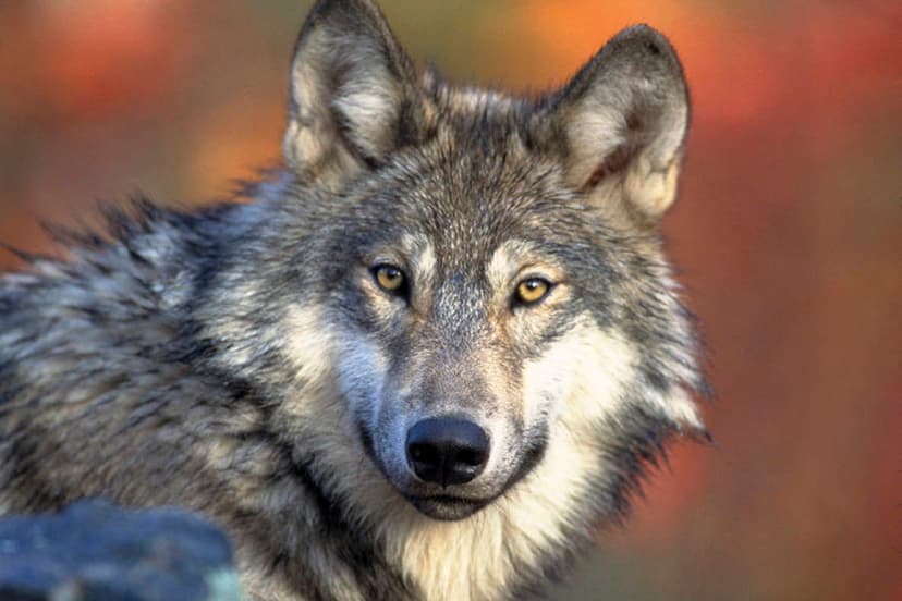 Toddler Injured by Wolf; Parents Charged