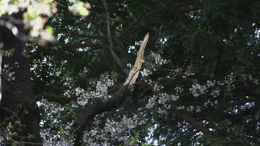 Tokyo's Old Cherry Trees Crumble, Raising Safety Fears
