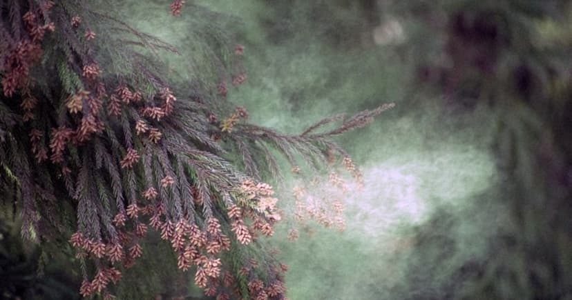 Tokyo Pollen Soars: Spring Allergies Worse Than Ever