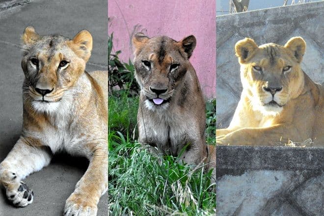 Tokyo Zoo Lions Succumb to Deadly Heat Wave