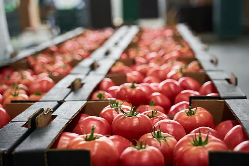 Tomato Prices Skyrocket: The Real Reason Behind Your Expensive Groceries
