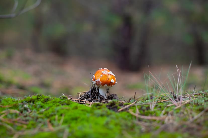 Amanita Muscaria: Deadly Fad Masquerading as Health Aid