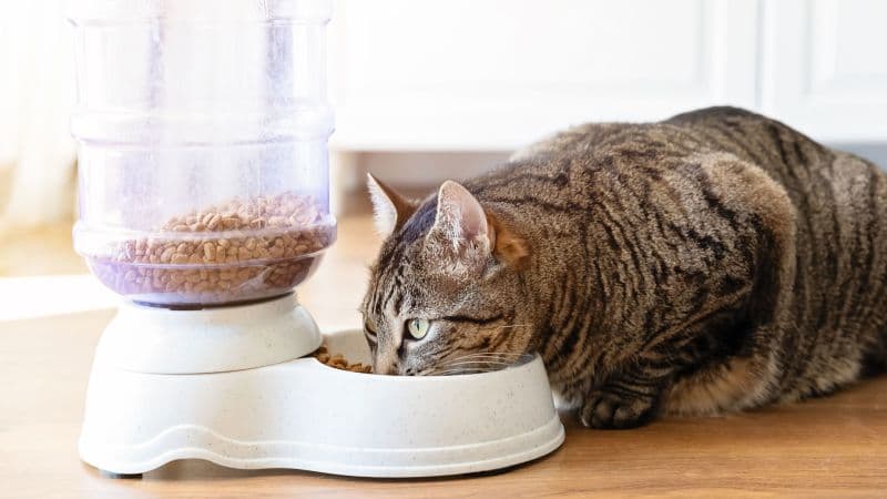 Cat Food Tainted: Toxins Found in Nearly All Tested Products