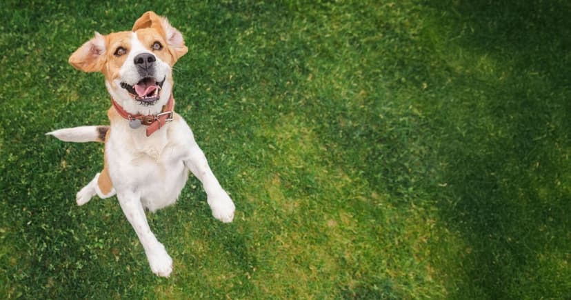 Toxic Caterpillars Plague UK Gardens