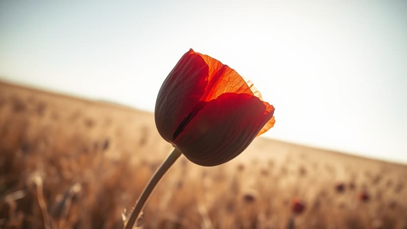 Toxic Poppy Heads Stolen, Public Health Alert Issued