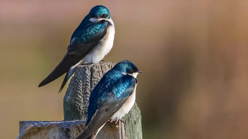 Swallows Adapt: Cold Snaps Forge Resilient Birds
