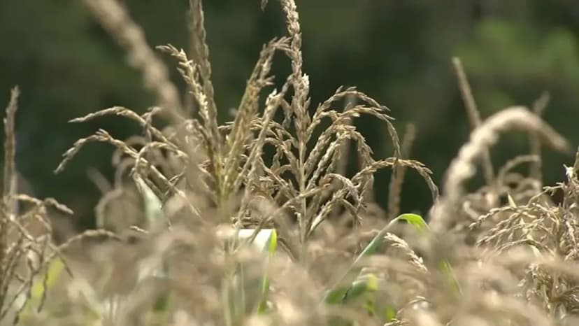 Drought Deepens: Falls Lake Down 3 Feet