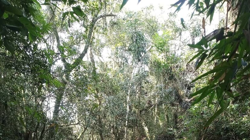 Nature's Rainmakers: Can We Restore Them?