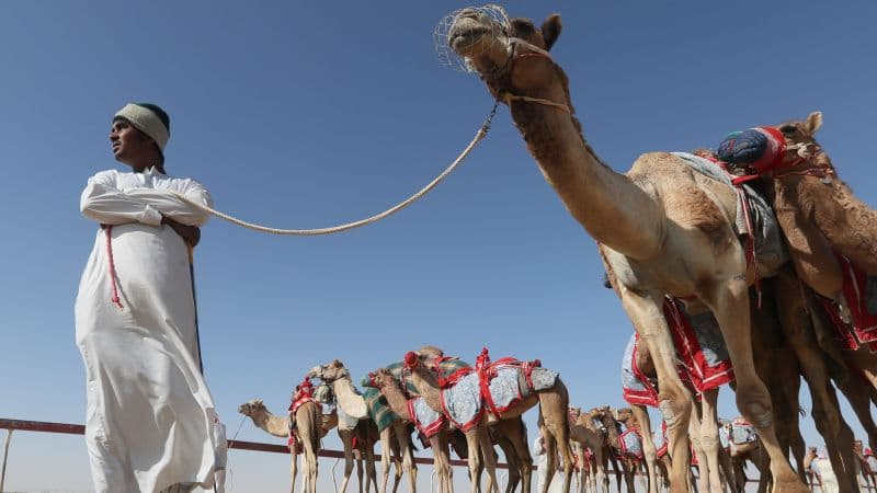 Al Ain's Camel Market Goes Digital with New App