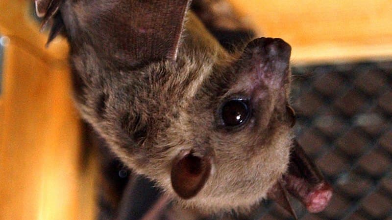 Uganda Cave Reveals Bat-Eating Animal Network
