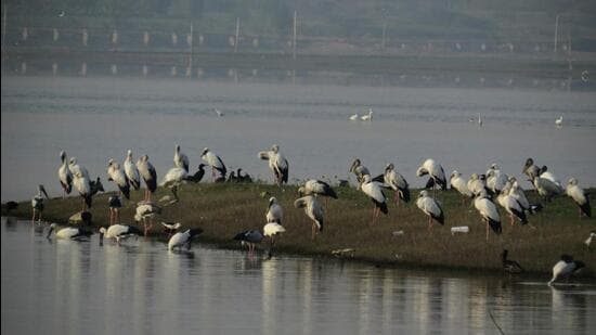 Ujjani Reservoir Sees Fewer Birds in 2026 Census