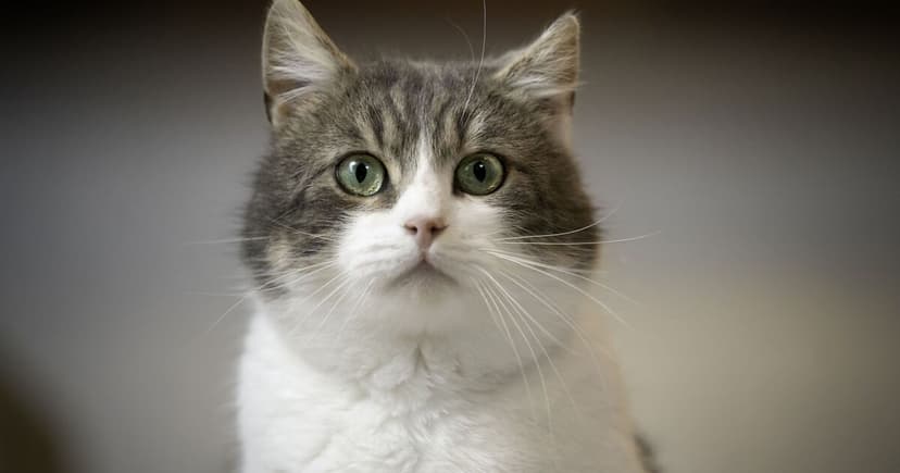 Cats Threaten 50 Million UK Birds Annually