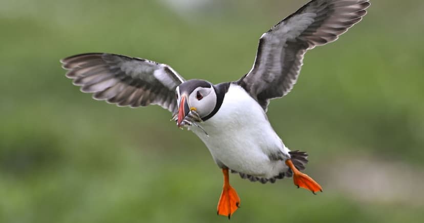 UK Birds Face Climate Crisis: Habitats Shrink, Food Dwindles