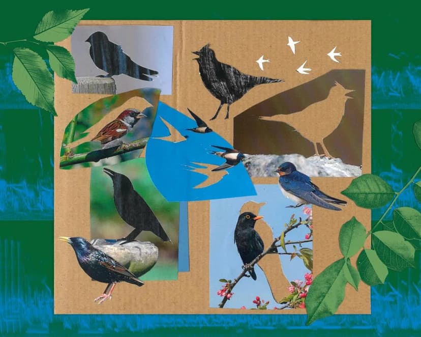 Britain's Birdsong Vanishes: A Silent Dawn Chorus