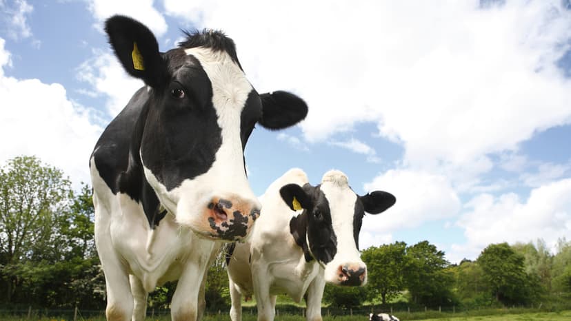 Livestock Plague: Bluetongue Cases Surge Unprecedentedly