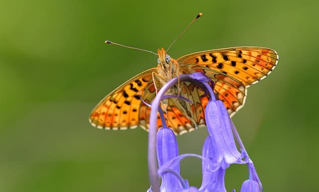 UK Butterflies Vanish: A Silent Spring Looms