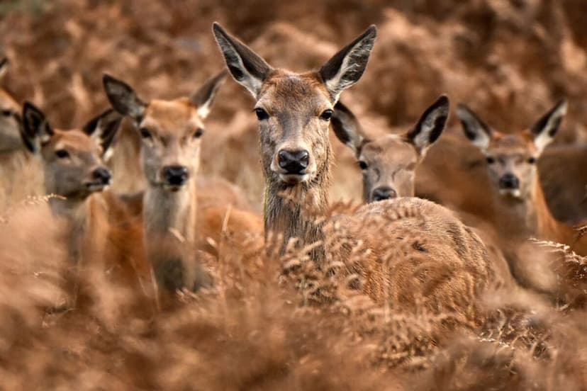 Britain's Deer Boom: A Growing Problem