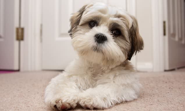 UK May Ban Beloved Dog Breeds Over Health Fears