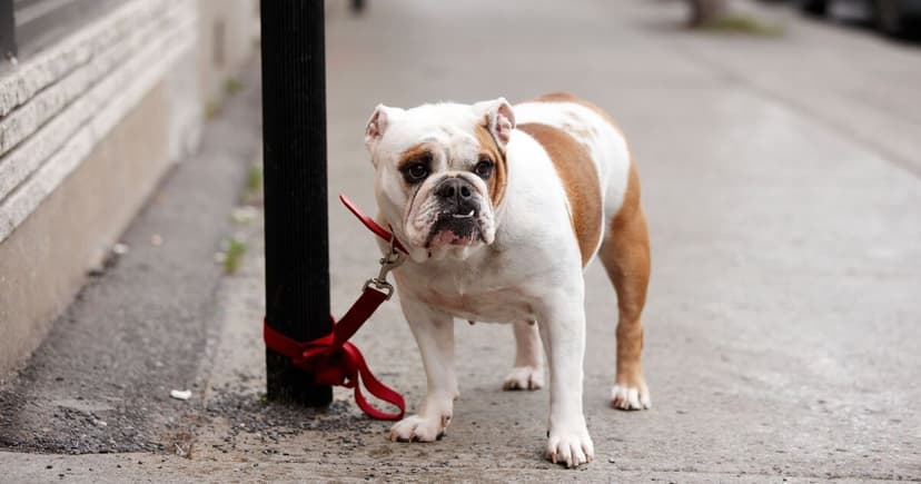 Four in Five Stolen Dogs Never Return Home