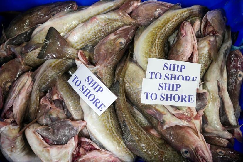 Fisheries Act Fails to Deliver on Sustainability Promises, Experts Warn