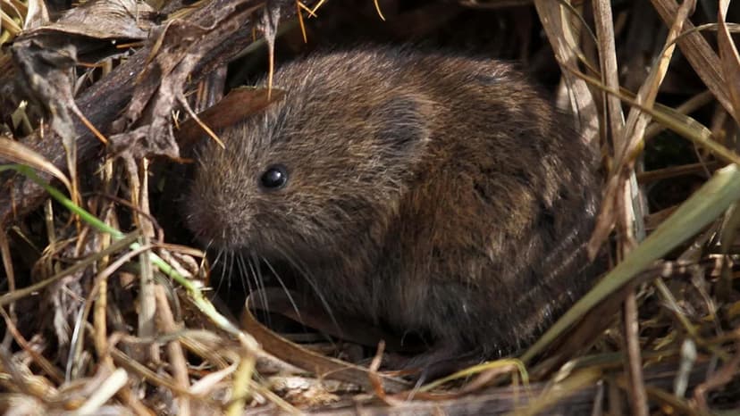 Floods Devastate UK Wildlife: Nests Drowned, Mammals Lost