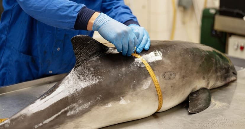 UK Marine Life: Toxic Legacy Pollutants Rise