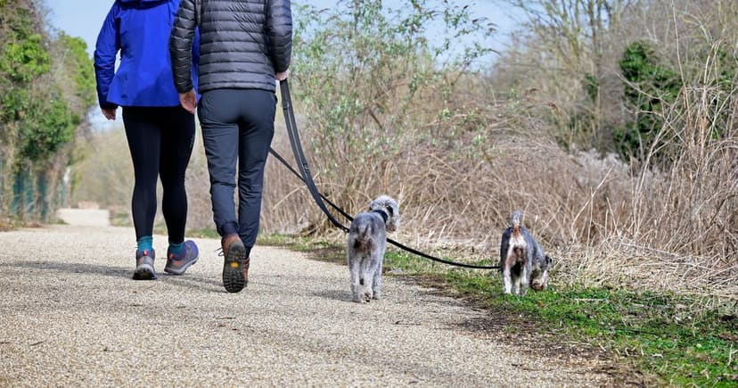 New UK Laws: Primate Owners & Dog Walkers Face Fines