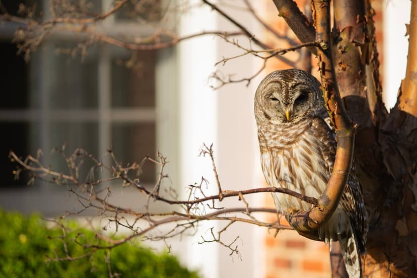 Nature's Jenga Tower: Bill Threatens Irreversible Collapse