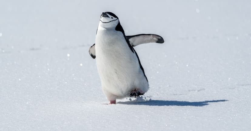 Waddle Like a Penguin to Avoid Icy Falls!