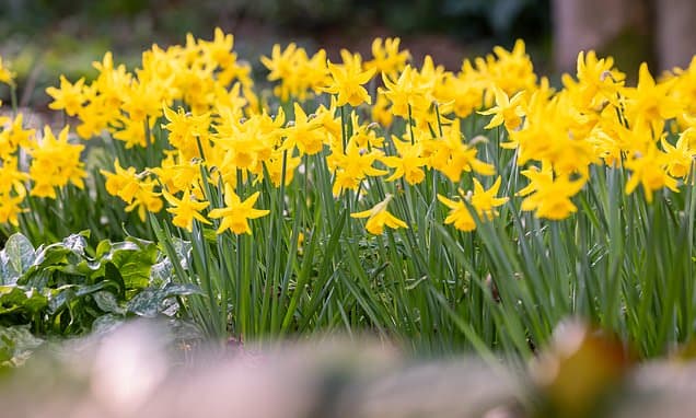 UK Blooms: Spring Explosion of Color Expected Soon